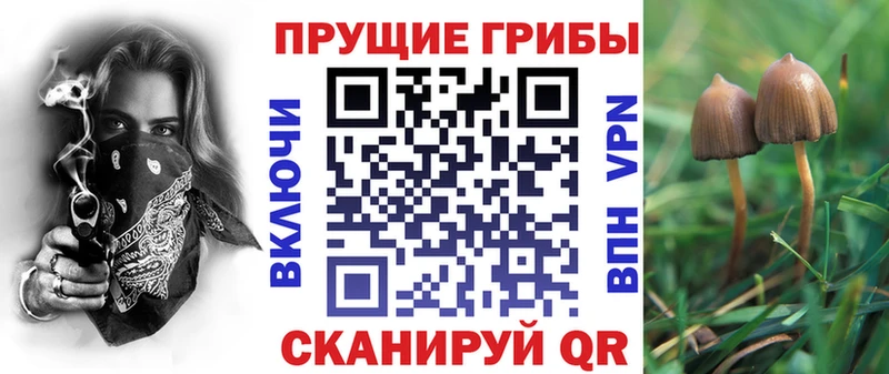 Галлюциногенные грибы Psilocybine cubensis  Козельск 